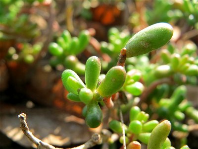 Weiße Fetthenne (Sedum album) in Hockenheim - auch ohne Blüte leicht zu unterscheiden vom nahe verwandten Scharfen Mauerpfeffer (Sedum acre)