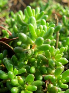 Weiße Fetthenne (Sedum album) in Hockenheim - auch ohne Blüte leicht zu unterscheiden vom nahe verwandten Scharfen Mauerpfeffer (Sedum acre)