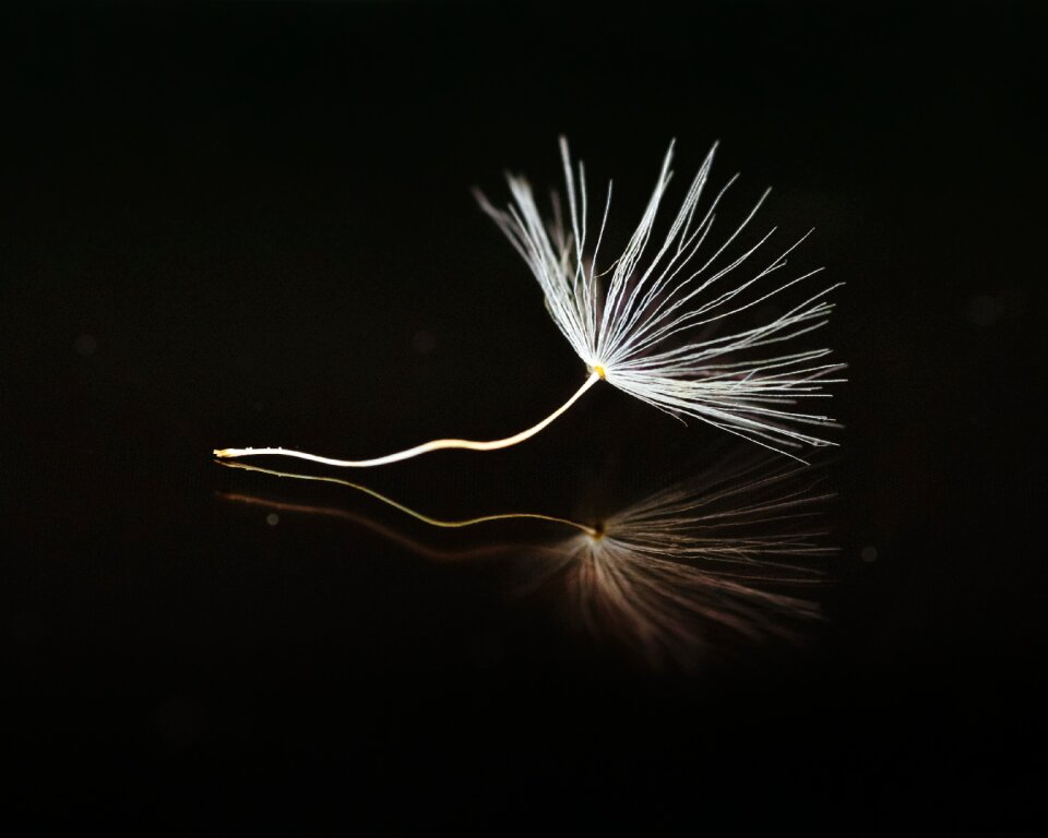 Close up macro flying seeds