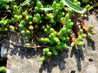 Scharfer Mauerpfeffer (Sedum acre) an der A620 in Sankt Arnual