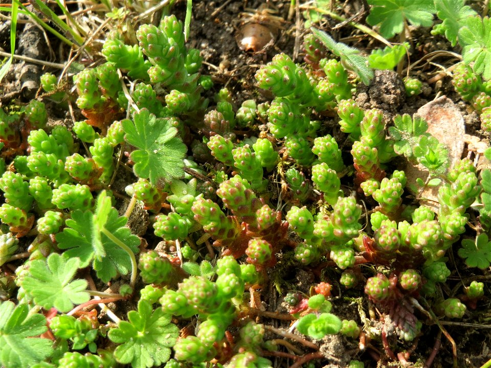 Scharfer Mauerpfeffer (Sedum acre) auf einer Streuobstwiese in Hockenheim