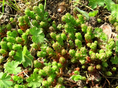 Scharfer Mauerpfeffer (Sedum acre) auf einer Streuobstwiese in Hockenheim