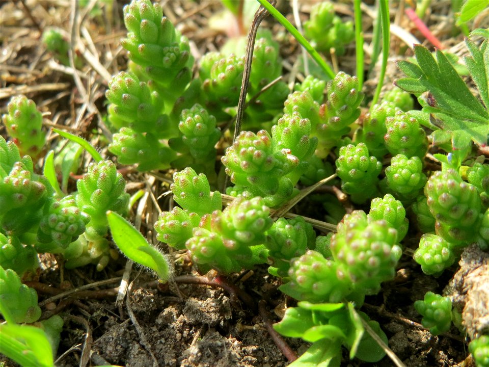 Scharfer Mauerpfeffer (Sedum acre) auf einer Streuobstwiese in Hockenheim