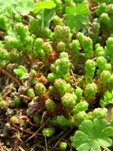 Scharfer Mauerpfeffer (Sedum acre) auf einer Streuobstwiese in Hockenheim