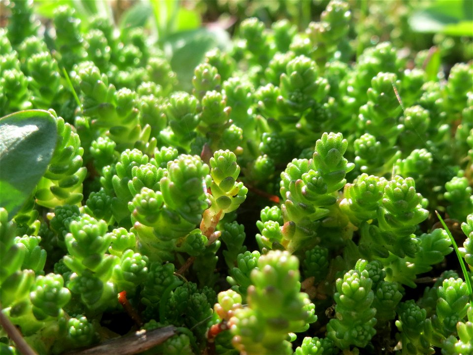 Scharfer Mauerpfeffer (Sedum acre) an der A620 in Sankt Arnual