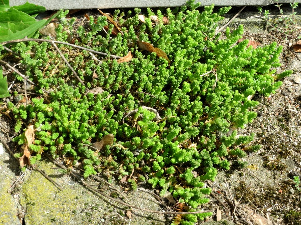 Ritzen-Botanik: Scharfer Mauerpfeffer (Sedum acre) in Hockenheim