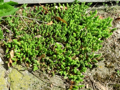 Ritzen-Botanik: Scharfer Mauerpfeffer (Sedum acre) in Hockenheim