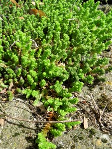 Ritzen-Botanik: Scharfer Mauerpfeffer (Sedum acre) in Hockenheim