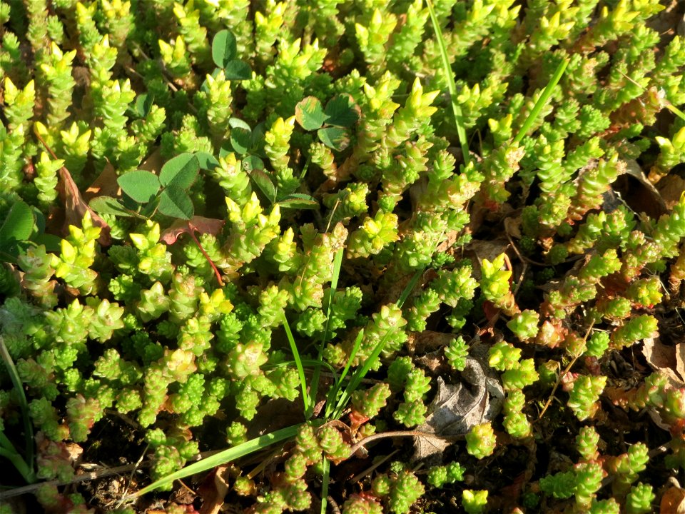 Scharfer Mauerpfeffer (Sedum acre) an einem Straßenrand in Hockenheim kurz vorm aufblühen