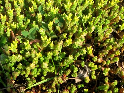Scharfer Mauerpfeffer (Sedum acre) an einem Straßenrand in Hockenheim kurz vorm aufblühen