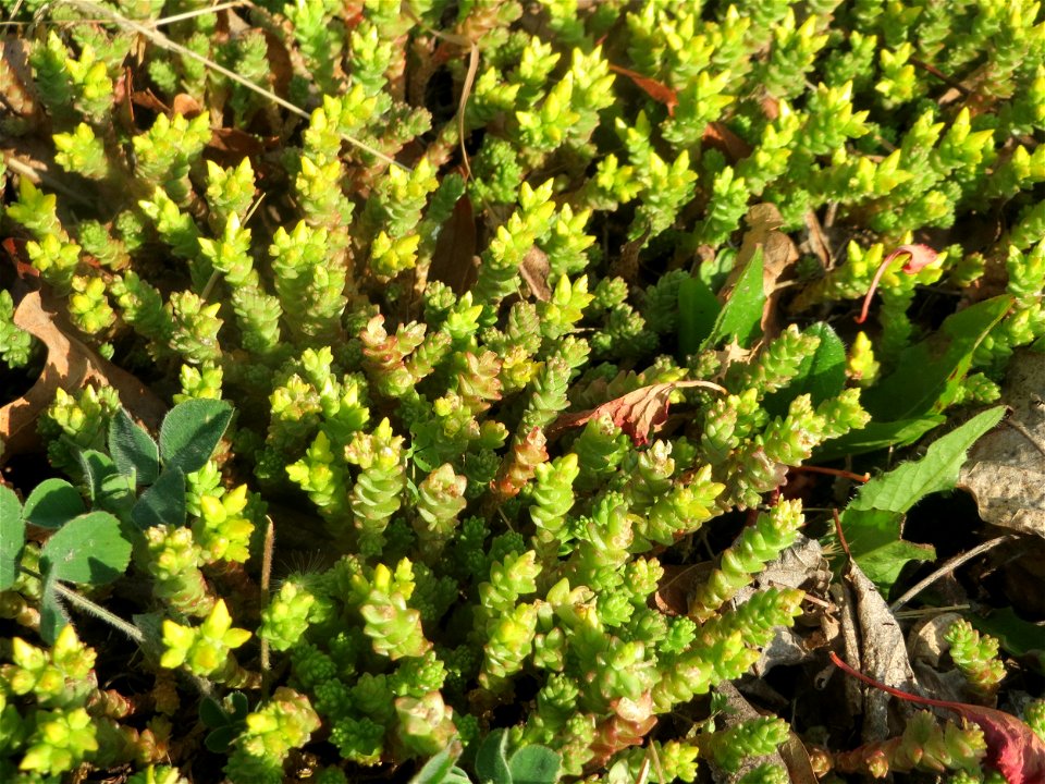 Scharfer Mauerpfeffer (Sedum acre) an einem Straßenrand in Hockenheim kurz vorm aufblühen