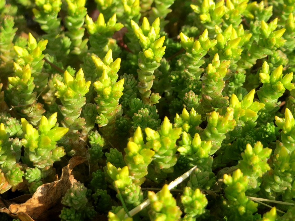 Scharfer Mauerpfeffer (Sedum acre) an einem Straßenrand in Hockenheim kurz vorm aufblühen