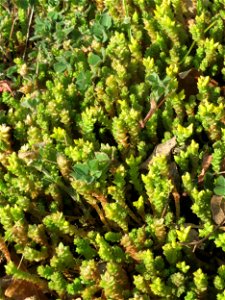 Scharfer Mauerpfeffer (Sedum acre) an einem Straßenrand in Hockenheim kurz vorm aufblühen
