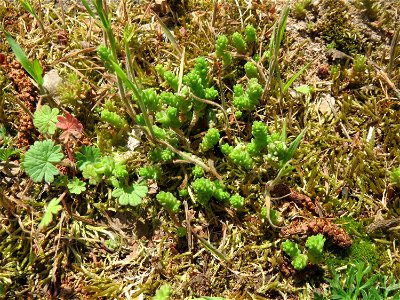 Scharfer Mauerpfeffer (Sedum acre) am Tierfriedhof Saarbrücken - der südliche Teil liegt im Landschaftsschutzgebiet „Drahtzugweiher und das Habsterwiesental“