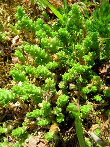 Scharfer Mauerpfeffer (Sedum acre) am Tierfriedhof Saarbrücken - der südliche Teil liegt im Landschaftsschutzgebiet „Drahtzugweiher und das Habsterwiesental“