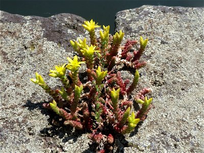 Ritzenbotanik: Scharfer Mauerpfeffer (Sedum acre) am Osthafen Saarbrücken