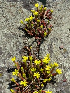 Ritzenbotanik: Scharfer Mauerpfeffer (Sedum acre) am Osthafen Saarbrücken