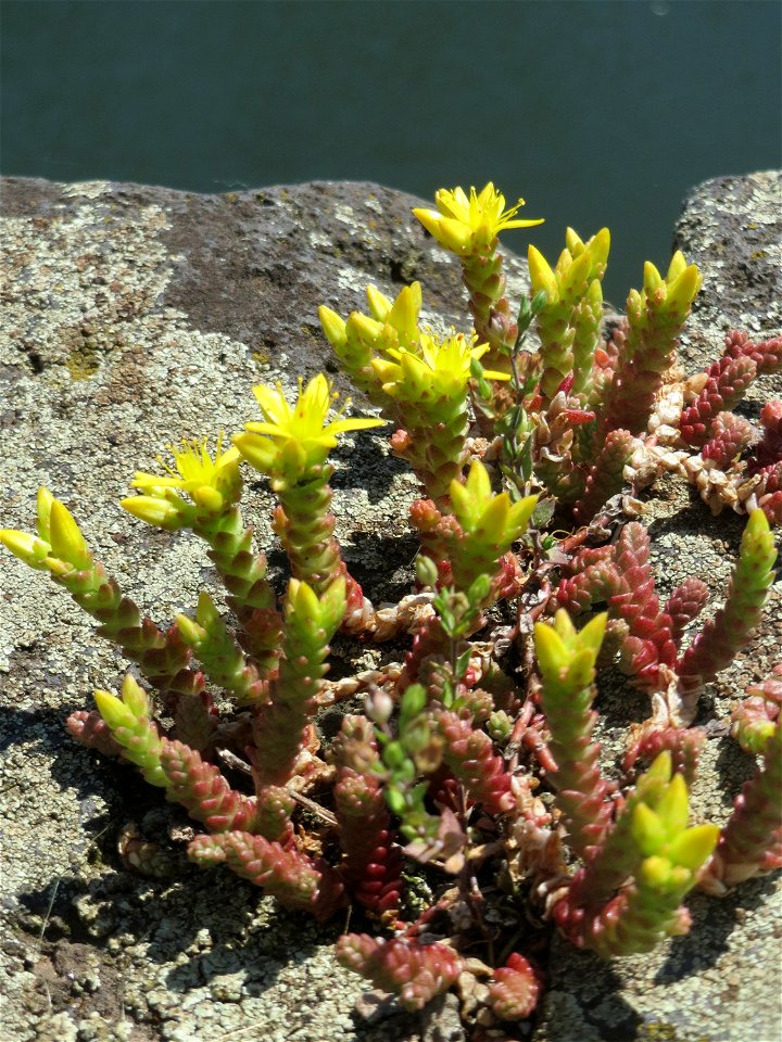 Ritzenbotanik: Scharfer Mauerpfeffer (Sedum acre) am Osthafen Saarbrücken