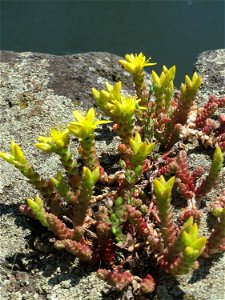 Ritzenbotanik: Scharfer Mauerpfeffer (Sedum acre) am Osthafen Saarbrücken