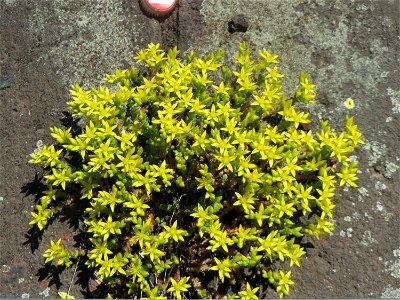 Ritzenbotanik: Scharfer Mauerpfeffer (Sedum acre) am Osthafen Saarbrücken