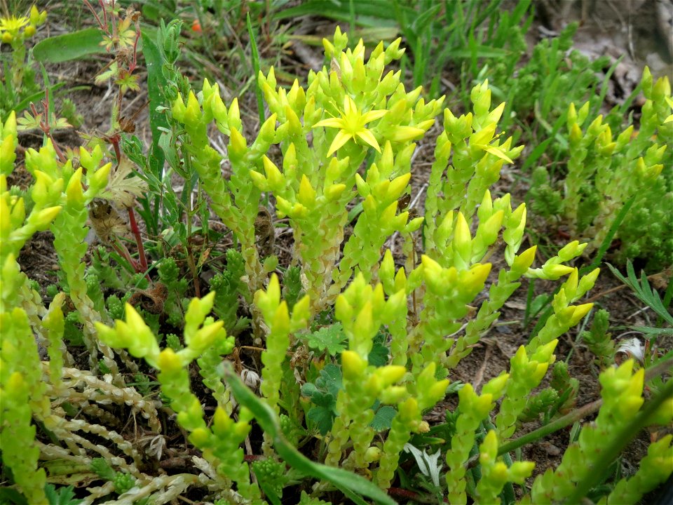 Scharfer Mauerpfeffer (Sedum acre) auf einer Streuobstwiese in Hockenheim