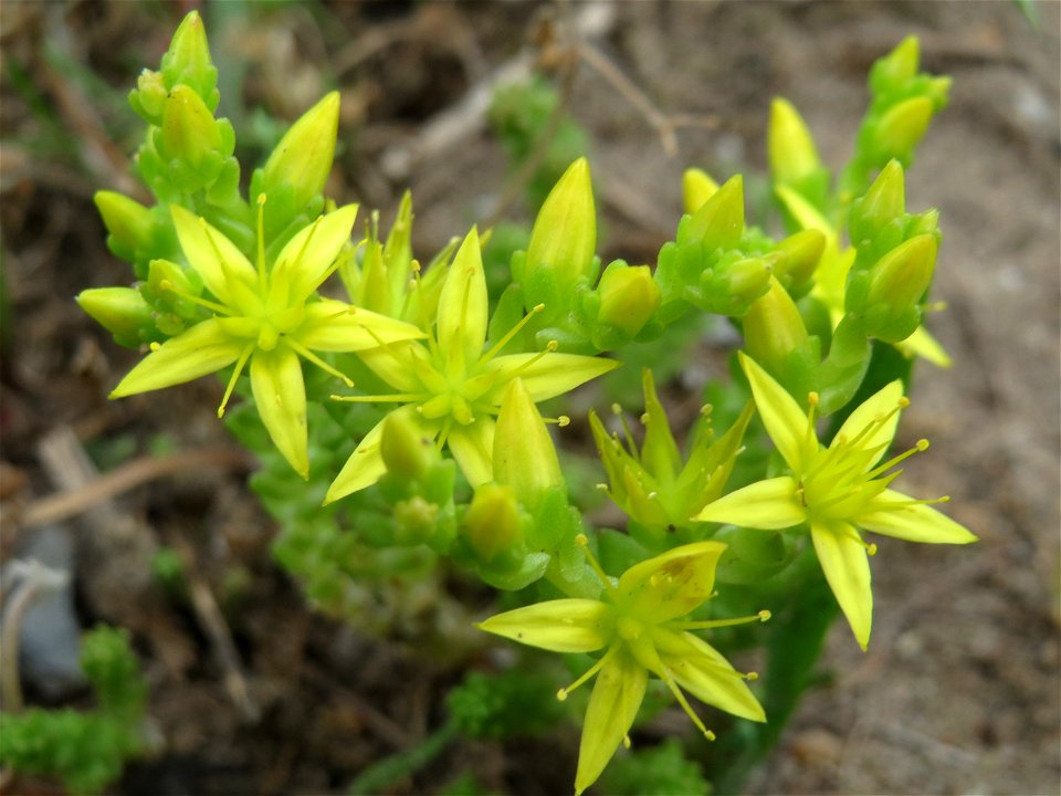 Scharfer Mauerpfeffer (Sedum acre) auf einer Streuobstwiese in Hockenheim