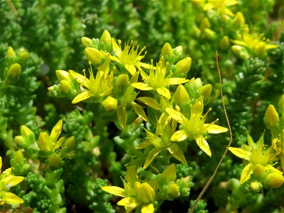 Scharfer Mauerpfeffer (Sedum acre) in Hockenheim