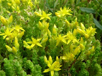 Scharfer Mauerpfeffer (Sedum acre) auf einer Parkplatz-Wiese in Hockenheim