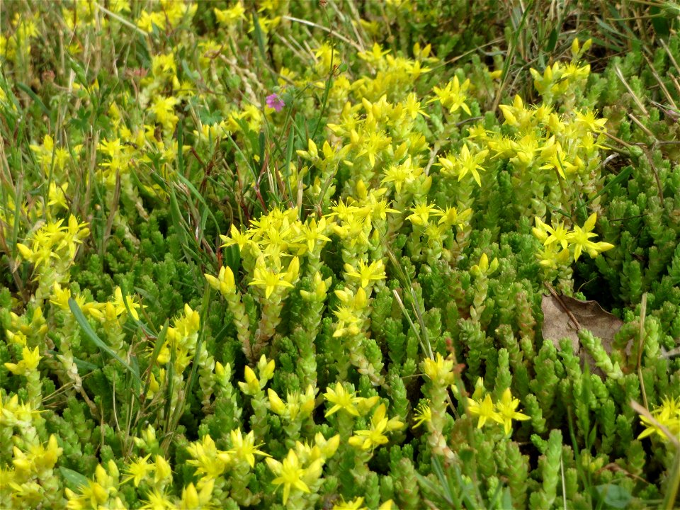 Scharfer Mauerpfeffer (Sedum acre) auf einer Parkplatz-Wiese in Hockenheim