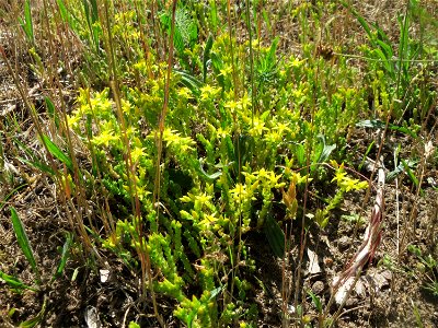 Scharfer Mauerpfeffer (Sedum acre) auf einer Streuobstwiese in Hockenheim