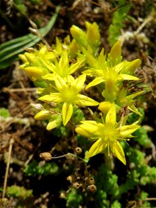 Scharfer Mauerpfeffer (Sedum acre) auf einer Streuobstwiese in Hockenheim