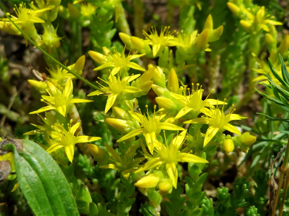 Scharfer Mauerpfeffer (Sedum acre) auf einer Streuobstwiese in Hockenheim