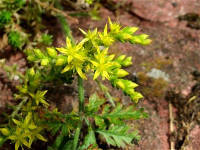Ritzenbotanik: Milder Mauerpfeffer (Sedum sexangulare) in Hockenheim