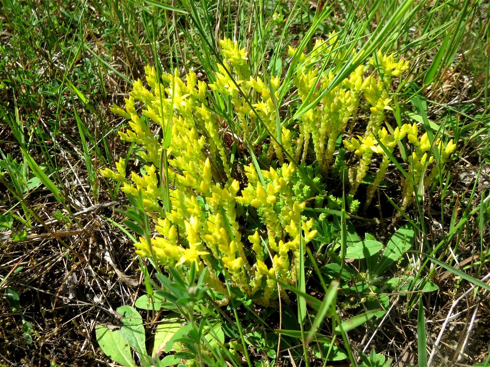 Scharfer Mauerpfeffer (Sedum acre) in der Schwetzinger Hardt - an der Bahnstrecke Mannheim-Karlsruhe findet sich ein kleines Sandmagerrasen-Biotop mit typischer Binnendünen-Vegetation