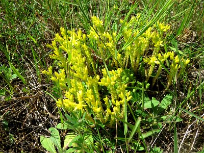 Scharfer Mauerpfeffer (Sedum acre) in der Schwetzinger Hardt - an der Bahnstrecke Mannheim-Karlsruhe findet sich ein kleines Sandmagerrasen-Biotop mit typischer Binnendünen-Vegetation