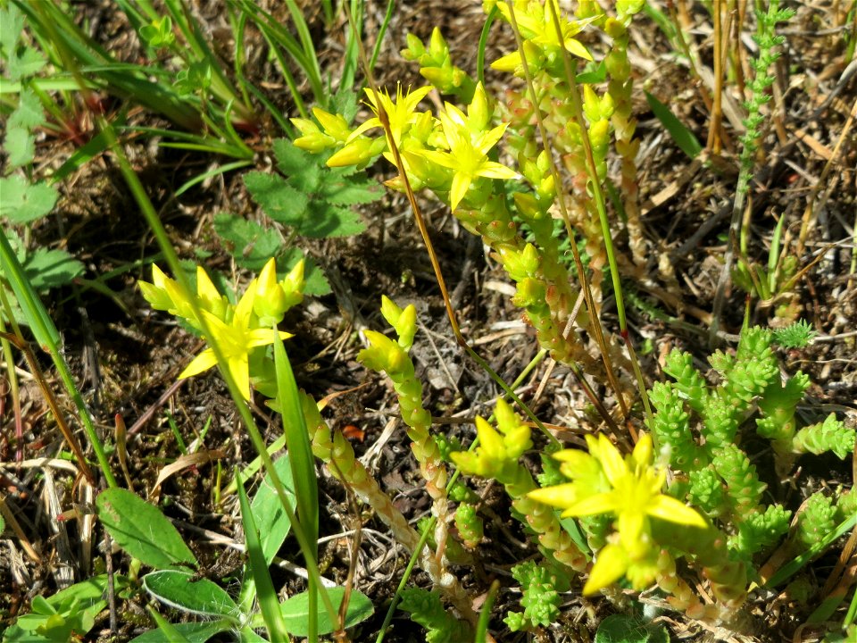 Scharfer Mauerpfeffer (Sedum acre) in der Schwetzinger Hardt - an der Bahnstrecke Mannheim-Karlsruhe findet sich ein kleines Sandmagerrasen-Biotop mit typischer Binnendünen-Vegetation