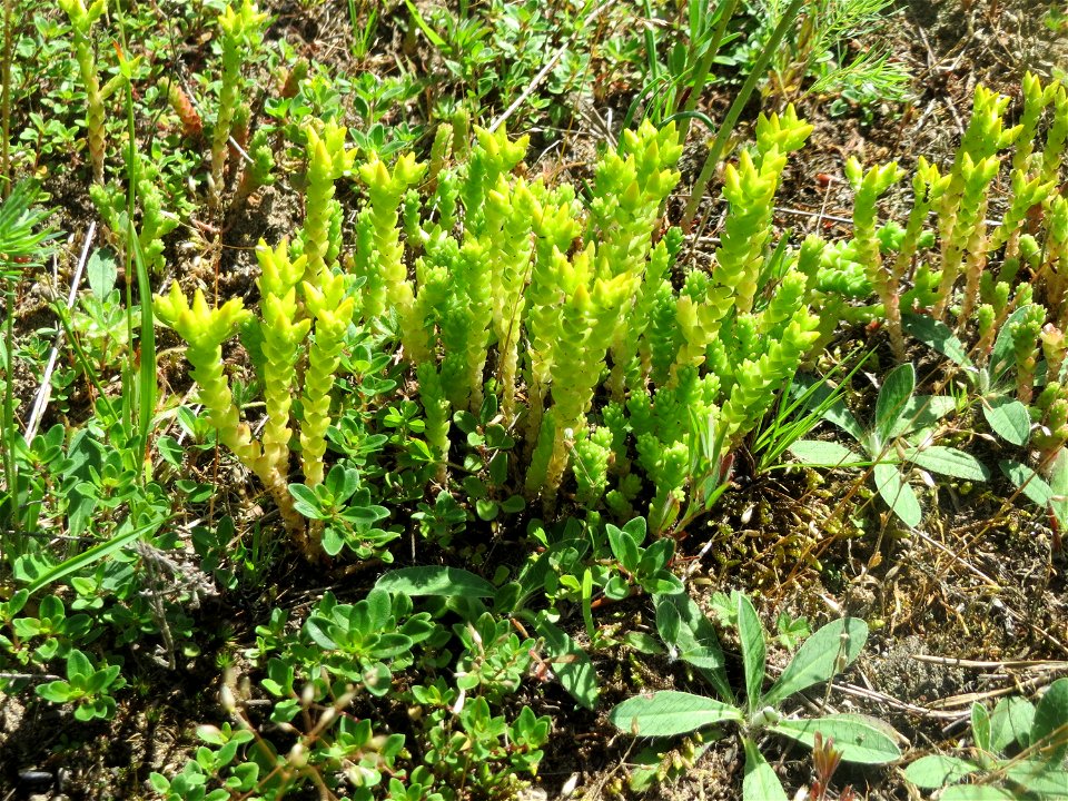 Scharfer Mauerpfeffer (Sedum acre) in der Schwetzinger Hardt - an der Bahnstrecke Mannheim-Karlsruhe findet sich ein kleines Sandmagerrasen-Biotop mit typischer Binnendünen-Vegetation