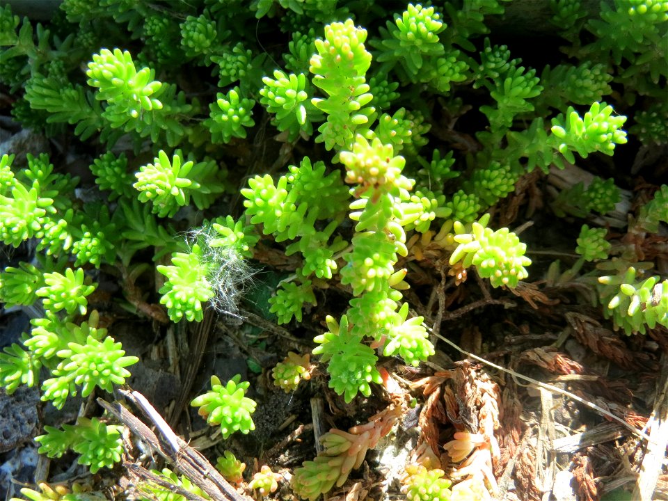 Milder Mauerpfeffer (Sedum sexangulare) am Rhein bei Altlußheim