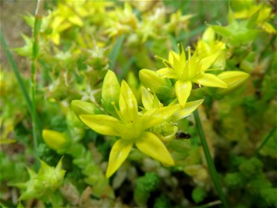 Scharfer Mauerpfeffer (Sedum acre) in Saarbrücken
