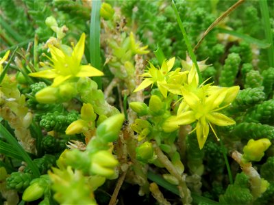 Scharfer Mauerpfeffer (Sedum acre) in Saarbrücken