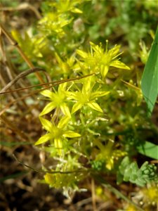 Scharfer Mauerpfeffer (Sedum acre) auf einer Streuobstwiese in Hockenheim