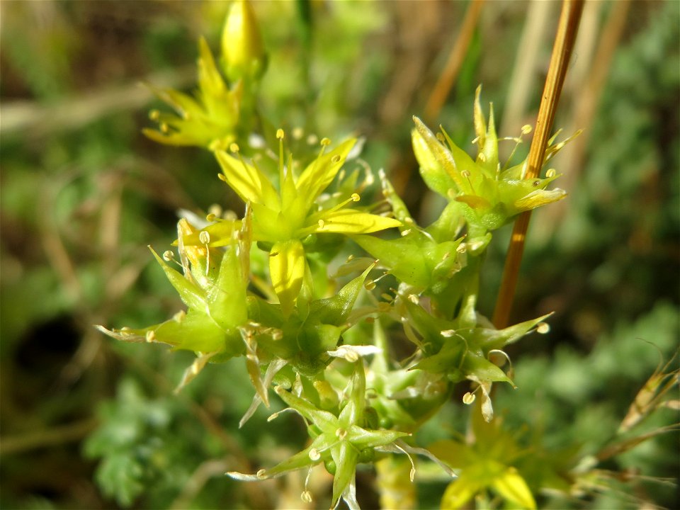 Scharfer Mauerpfeffer (Sedum acre) auf einer Streuobstwiese in Hockenheim
