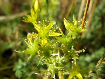 Scharfer Mauerpfeffer (Sedum acre) auf einer Streuobstwiese in Hockenheim