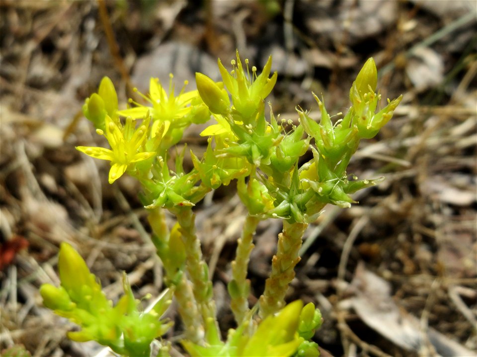 Scharfer Mauerpfeffer (Sedum acre) auf einer Streuobstwiese in Hockenheim