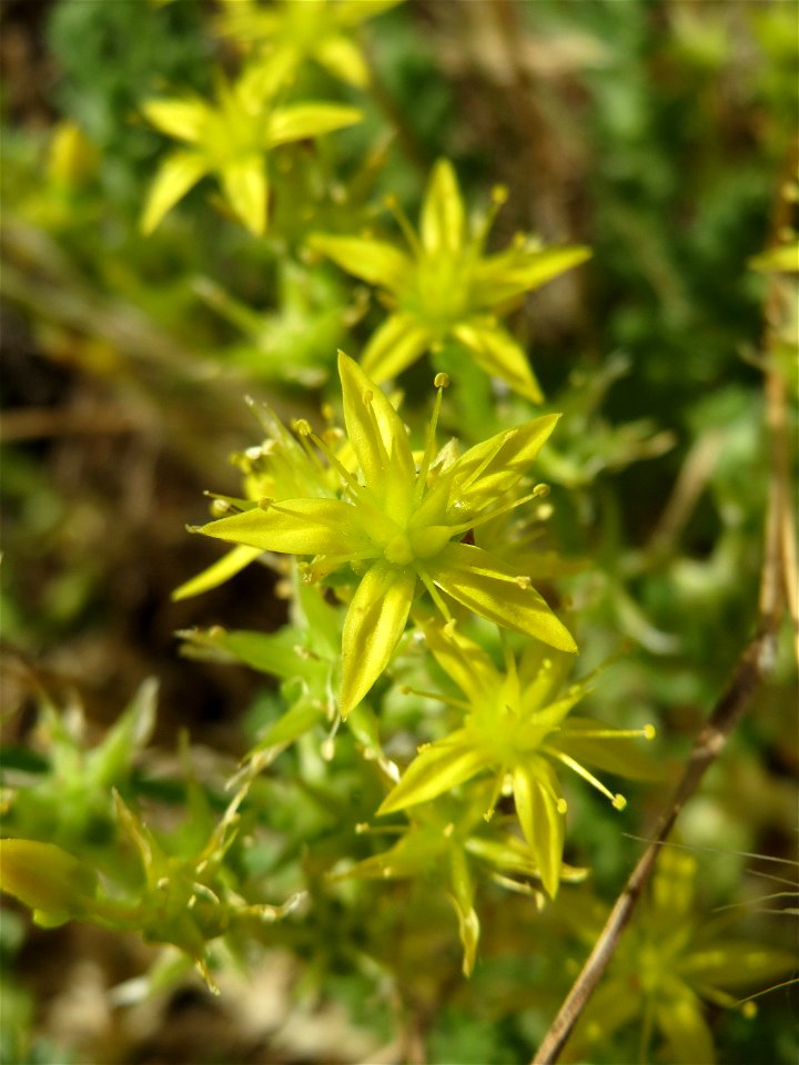 Scharfer Mauerpfeffer (Sedum acre) auf einer Streuobstwiese in Hockenheim