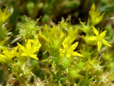 Scharfer Mauerpfeffer (Sedum acre) auf einer Streuobstwiese in Hockenheim