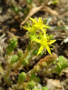 Scharfer Mauerpfeffer (Sedum acre) auf einer Streuobstwiese in Hockenheim