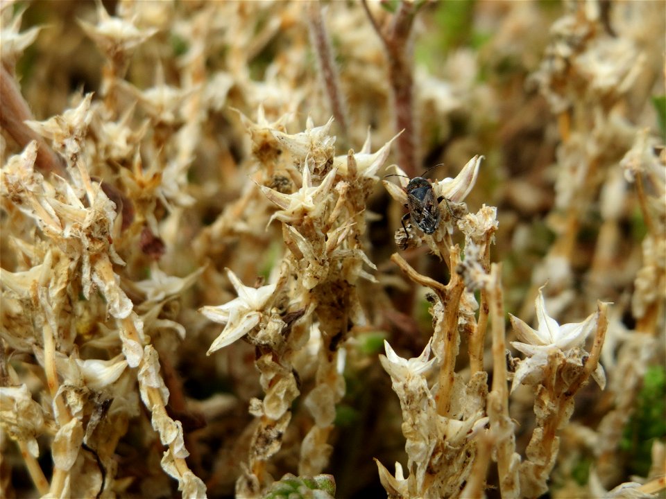 Scharfer Mauerpfeffer (Sedum acre) in Hockenheim-Talhaus