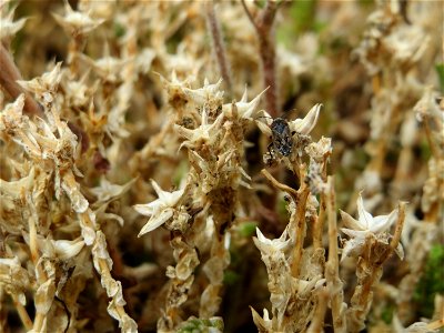 Scharfer Mauerpfeffer (Sedum acre) in Hockenheim-Talhaus