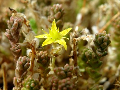 Scharfer Mauerpfeffer (Sedum acre) in Hockenheim-Talhaus